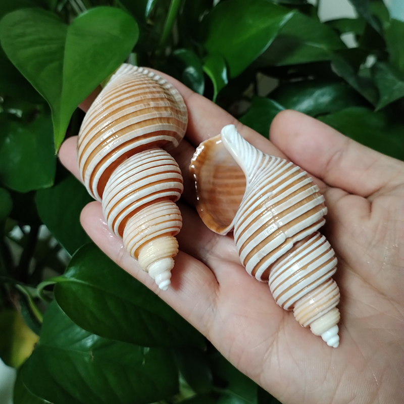 Home Office Desk Ideas - Large Vietnam Spindle Shell Aancistrolepsis Vietnamensis