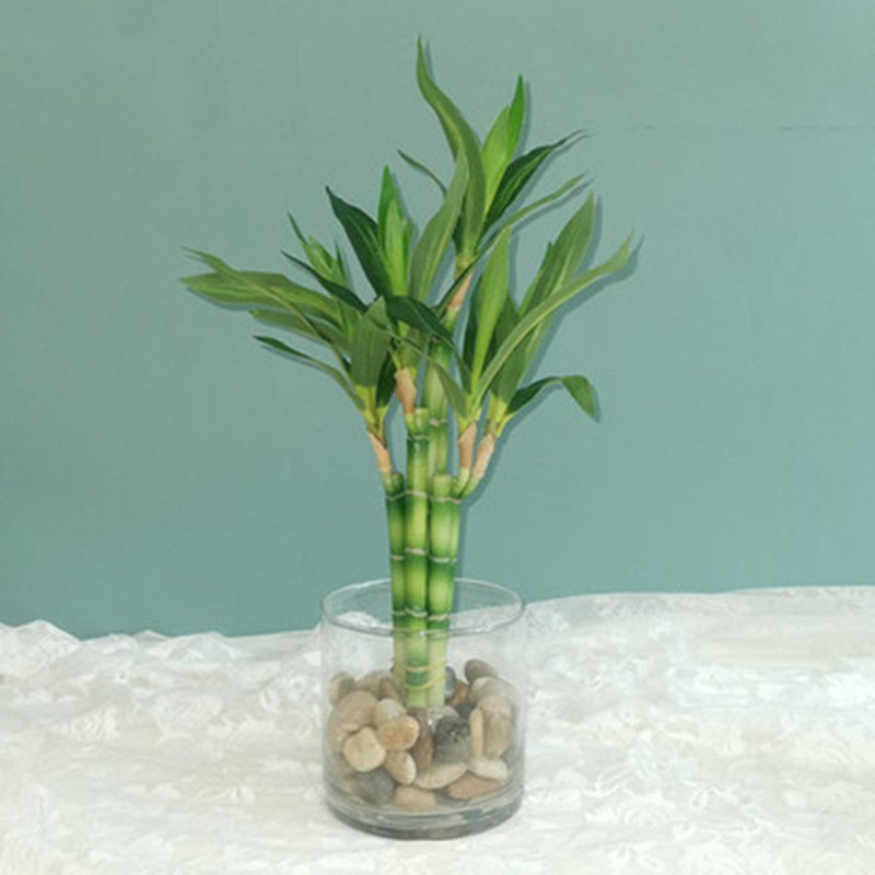 New 40cm rFtificial Lucky Bamb - Desktop Organizer Bamboo avaliação e preço