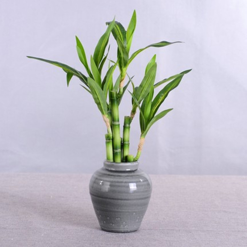 New 40cm rFtificial Lucky Bamb - Desktop Organizer Bamboo avaliação e preço
